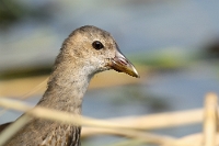 Primo piano di un giovane di Gallinula chloropus (Gallinella d'acqua)